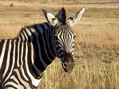 090516_Pilanesberg 285